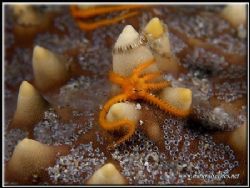 Two small starfish traveling on one big one. by Yves Antoniazzo 